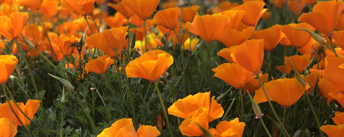 Poppies on my walk