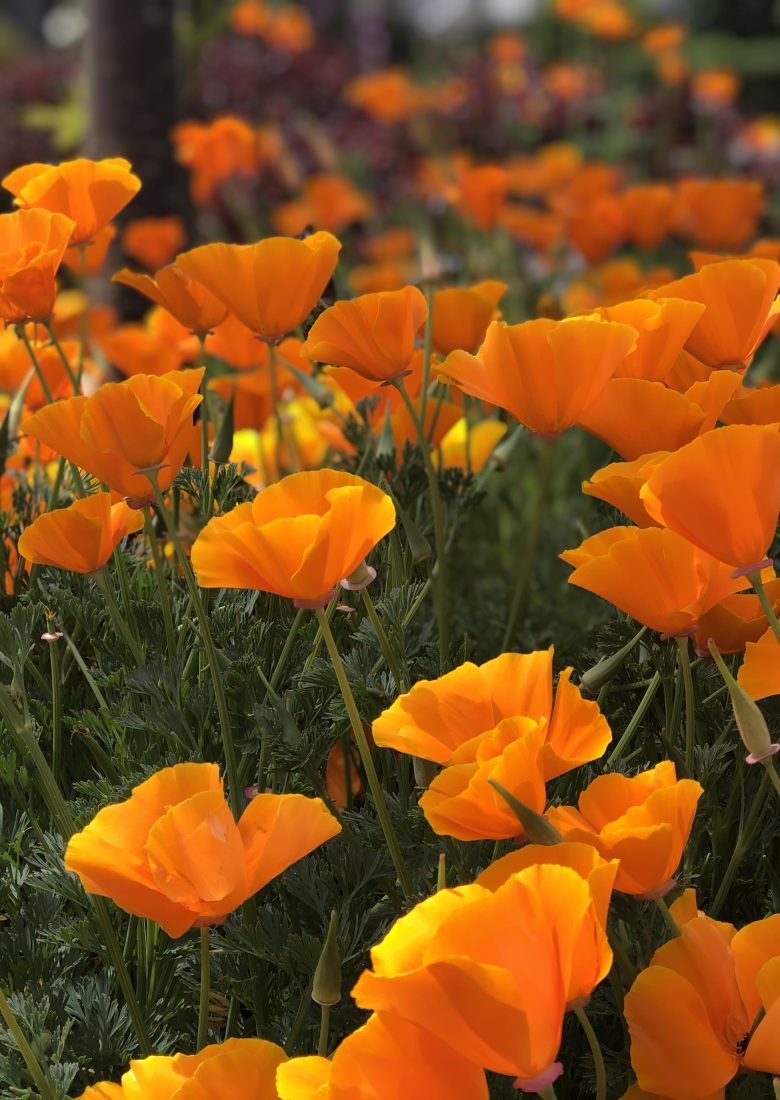 Poppies on my walk